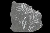 Fossil Graptolite Cluster (Didymograptus) - Great Britain #103463-1